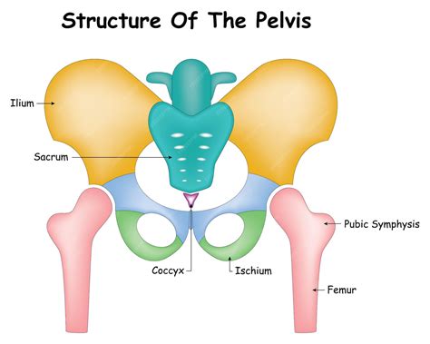 Premium Vector | Structure of the pelvis Pubic Symphysis Femure Ischium ...