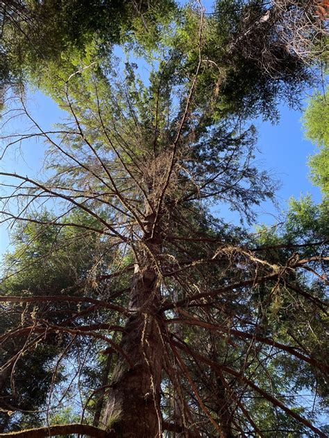 Excited to be back in the forest - Starker Forests, Inc.