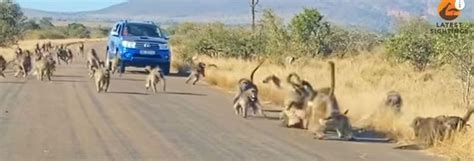Image result for Why Baboons Attack Humans