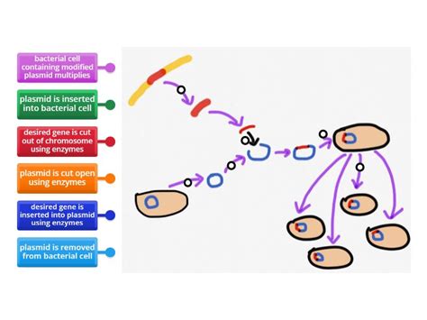 Image result for Genetic Engineering Process Diagram