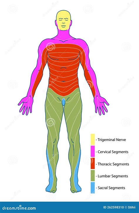 BOARD 2 Dermatomes And Cutaneous Nerve Territories Anterior Stock Photo | CartoonDealer.com ...