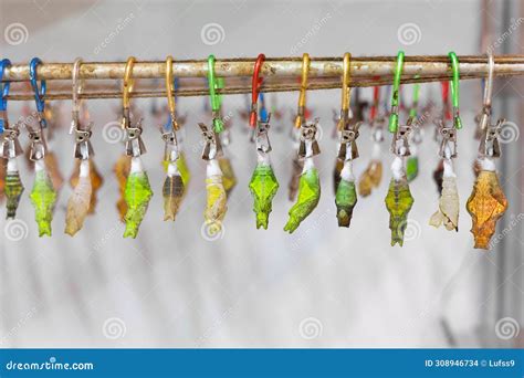 Metamorphosis of Butterflies on Branch Stock Photo - Image of nature ...