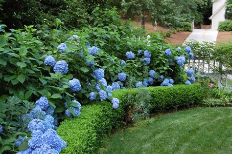 Image result for Pre-Spring Hydrangea Care