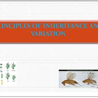 Principles of Inheritance and Variation PPT Biology Class 12