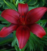 Image result for Red Lily Flower