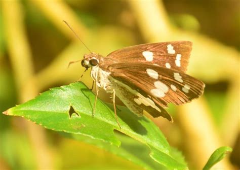 Udaspes folus | Butterfly