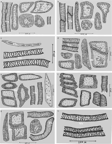 Image result for Isolated Tissue Sample