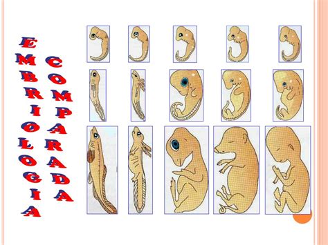 Image result for Examples of the Randomization Distribution