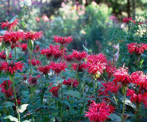 How To Plant Bee Balm Plants at Margaret Suarez blog