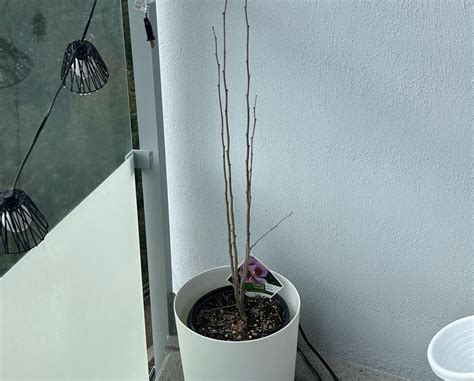 Image result for Root Rot Hibiscus