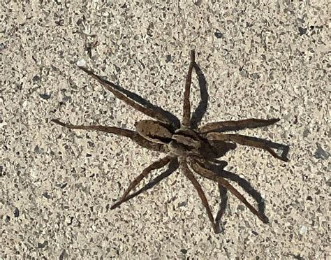 Is this a "Rabid Wolf Spider" (North-West North Carolina - foothills of ...
