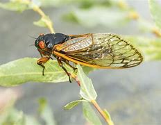 cicada 的图像结果