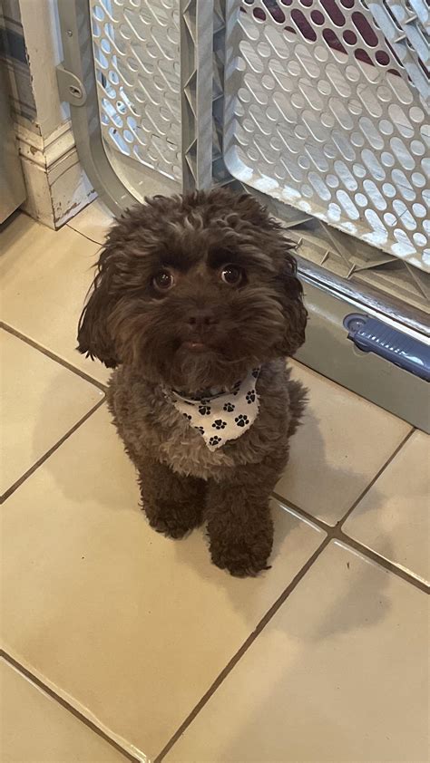 Image result for Cockapoo Memes