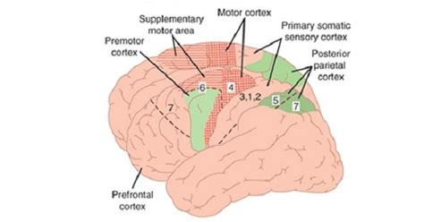Image result for Neocortex Disorders