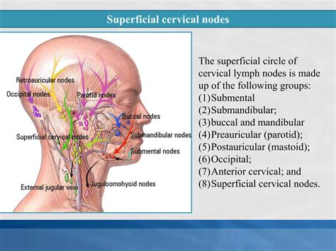Lymph nodes of head and neck: Normal anatomy and applied aspect | PPTX