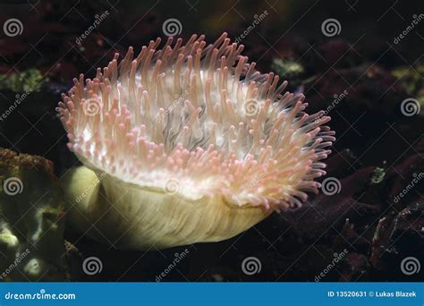 Types Of Sea Anemone