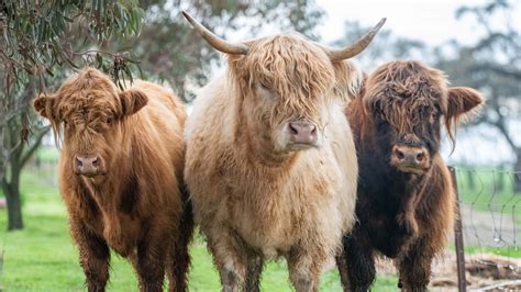 28 Fascinating Facts About Highland Cows You Should Know