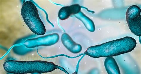 Alerta por vibrio vulnificus, la bacteria silenciosa que ya mató a 100 ...