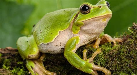 Image result for Many Tree Frogs