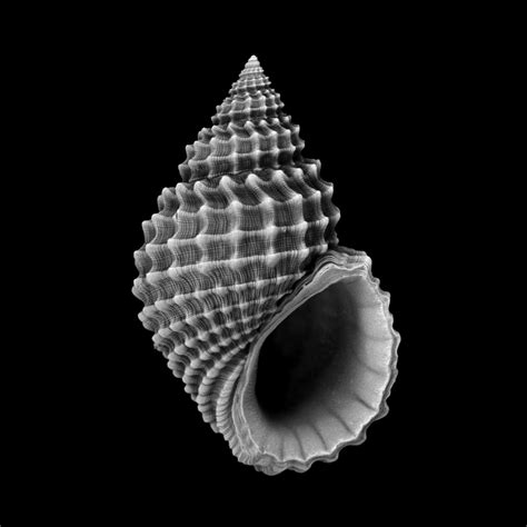 Image result for What Is a Shell Structure
