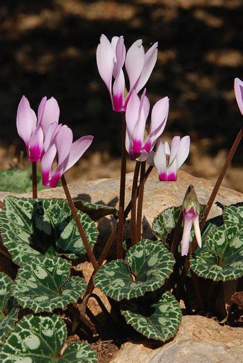 Cyclamen persicum 'Giganteum Victoria' - רקפת מצויה 'ג'יגנטנטאום ...