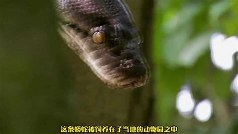 纪录片《超级巨蛇》：世界上最大的蛇体长超过19米！能轻松吞下一头牛_腾讯视频