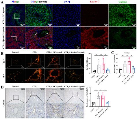 Sja-Let-7 Attenuates Carbon Tetrachloride-Induced Liver Fibrosis in a ...