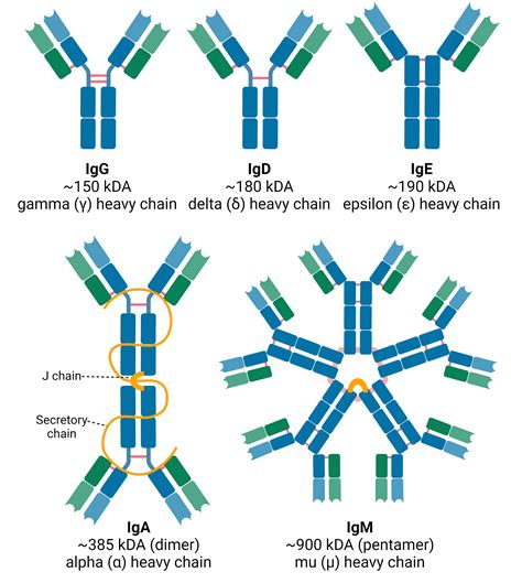 Antibody Structure, Isotypes and Formats | Antibodies.com