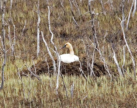 Free picture: trumpeter, swan, bird, nest, ground, cygnus buccinator