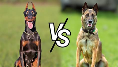 Doberman Vs Belgian Malinois - What's The Difference? - Avesei.com