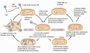 I virus - superagatoide