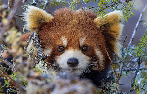 Cutest Zoo Animals 的图像结果