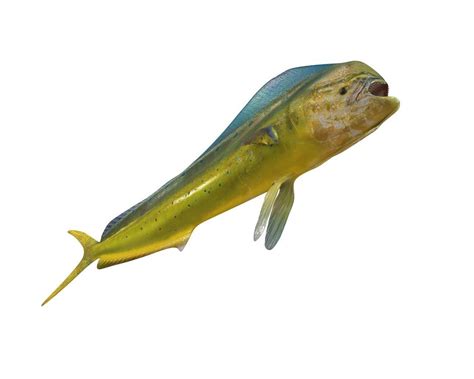 Dorado Mahi Mahi - 3D Model by 3dstudio