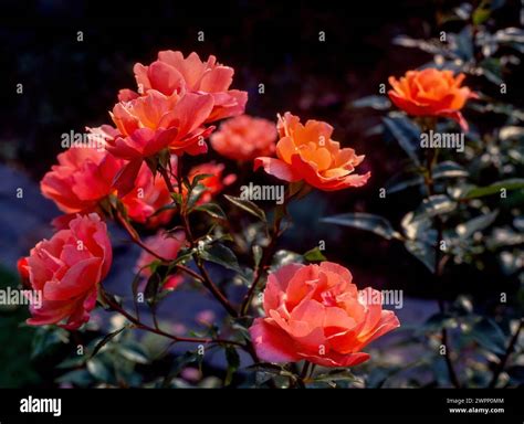 Pink Orange Rose Orange And Pink Roses Hi Res Stock Photography And