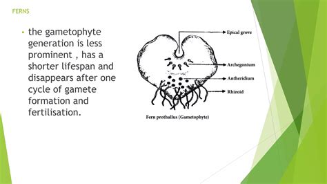 Image result for Pteridophytes Reproduction