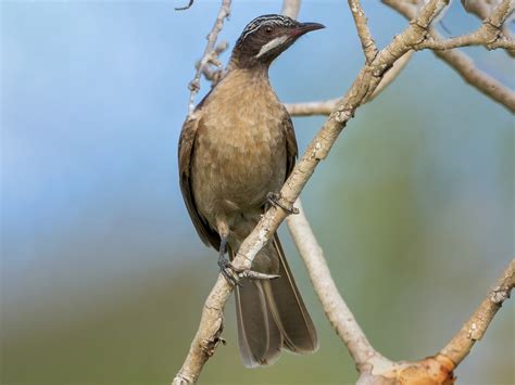 Streak-headed Honeyeater - eBird