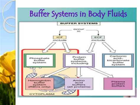 Image result for Bio Buffer