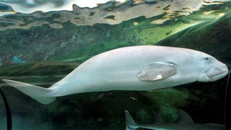 Marine mammal Dugongs face extinction threat, reveals watchlist - India ...