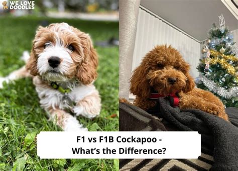 Image result for F1B Cockapoo