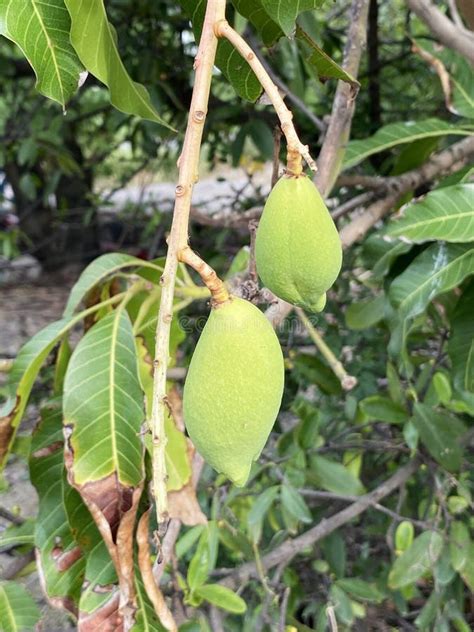 Mango Fruit Tree 的图像结果
