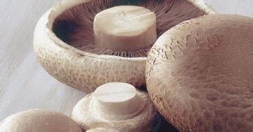 Image result for Using a USB Microscope to Study Mushrooms