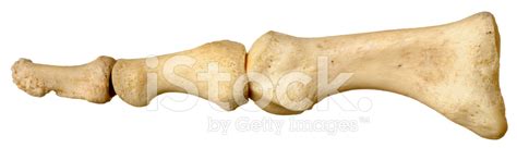 Image result for Toe Lateral View