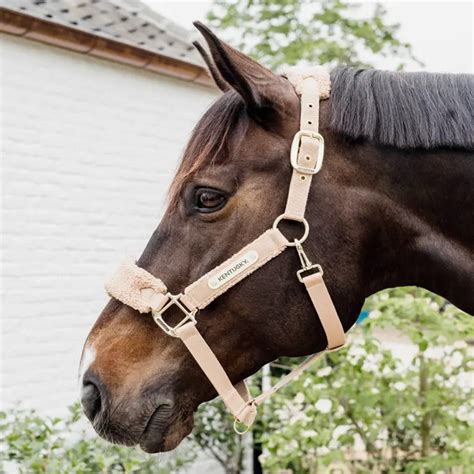 Image result for Licol Cheval