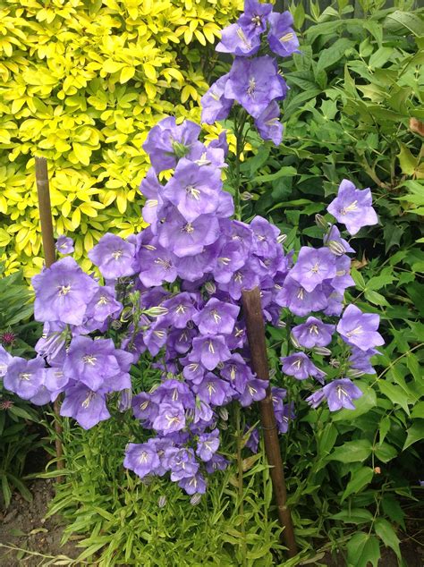 Canterbury Bells - Purple Wildflowers in the Garden