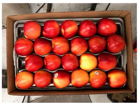 Susceptibility of Impact Damage to Whole Apples Packaged Inside Molded ...