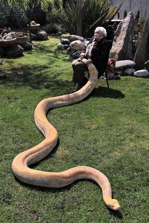 Retic Python Pet 的图像结果