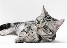 cat breed 10 cat breeds who enjoy canine playmates cat breed 10 cat breeds who enjoy canine playmates