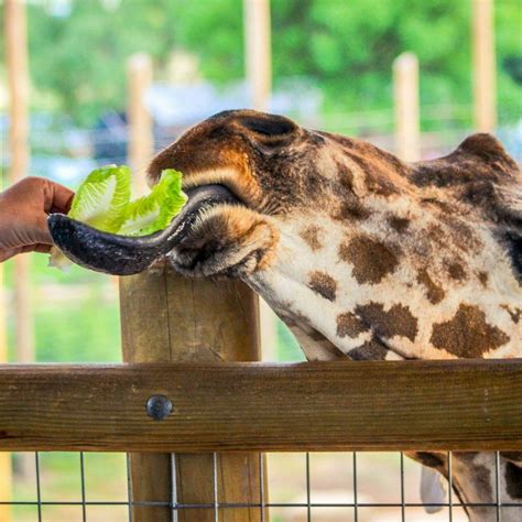 Visitors Guide | Abilene, TX