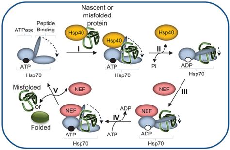 Chaperoning Proteins for Destruction: Diverse Roles of Hsp70 Chaperones ...