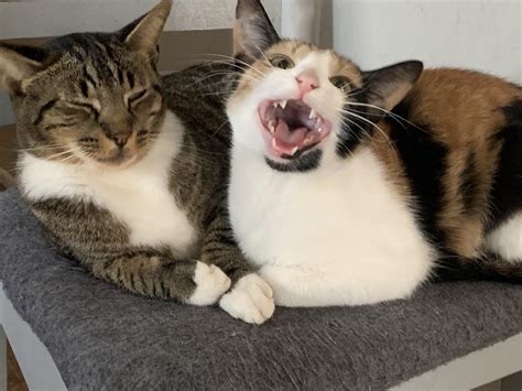 Calico Cat Behavior Chimera Cats: All You Need To Know About Them